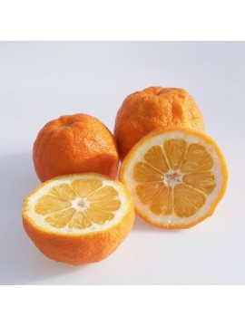 Frutti di Arancia Amara (Melangolo)